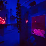 Cocorita Suites