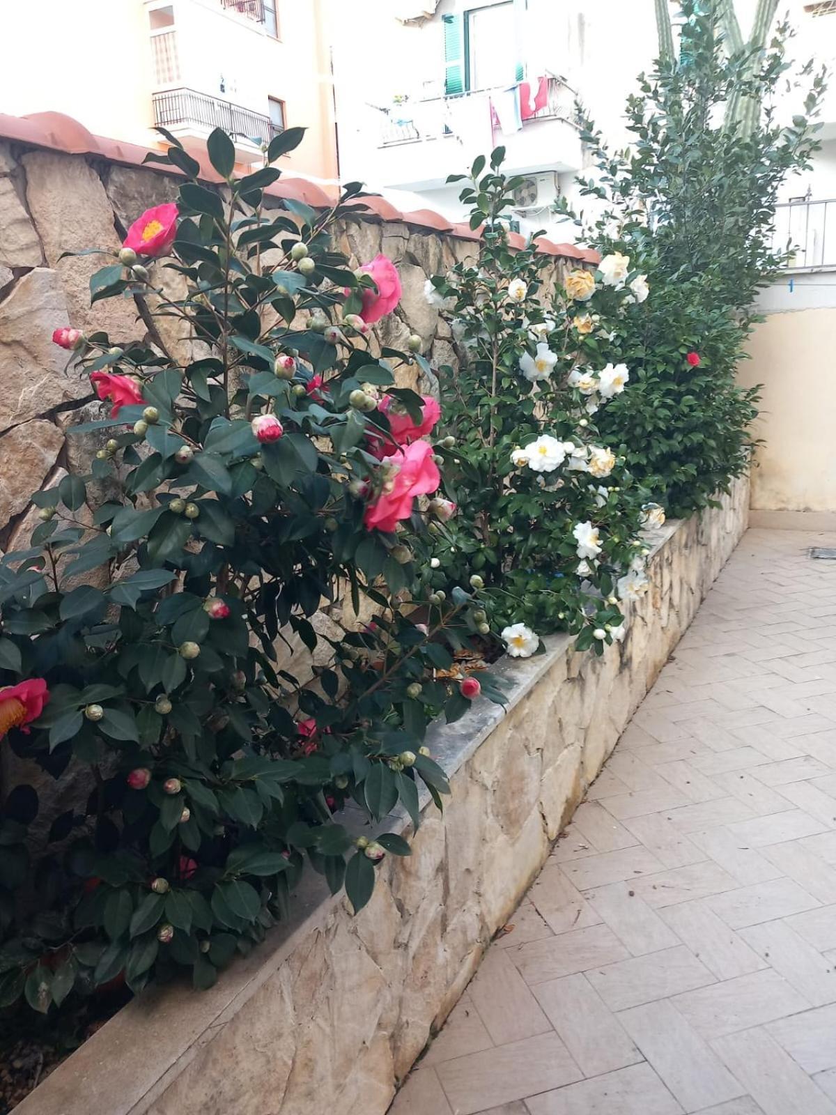 Domus Albanella Appartement Rome