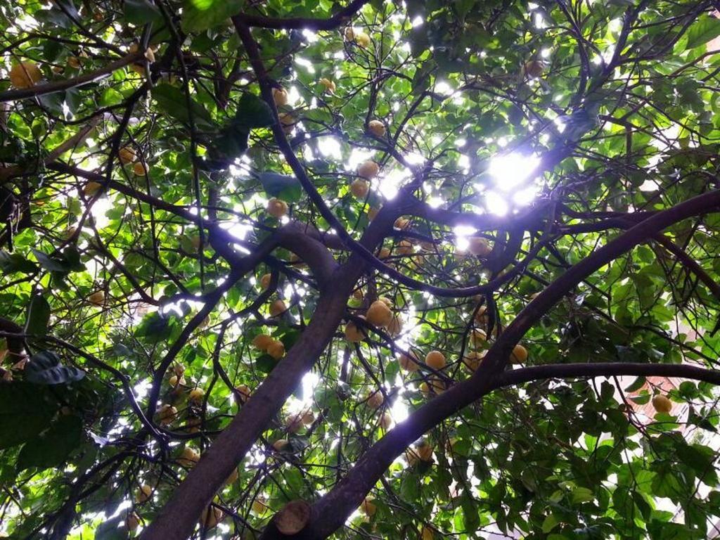 Casa de hóspedes Il Limone Nascosto *