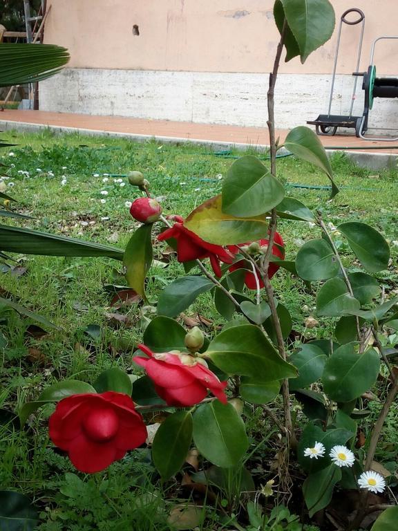 Bed & Breakfast Villino Appio *