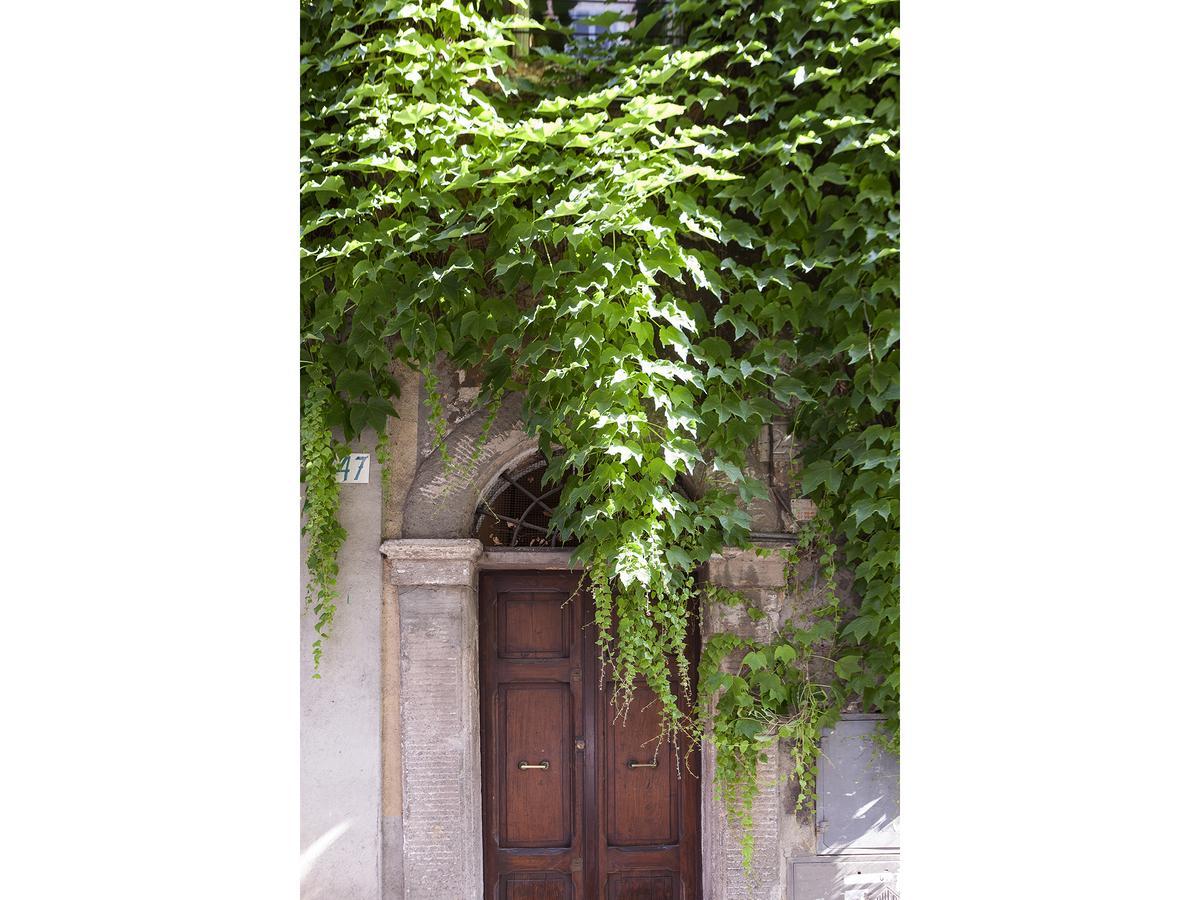 Ivy * Rome