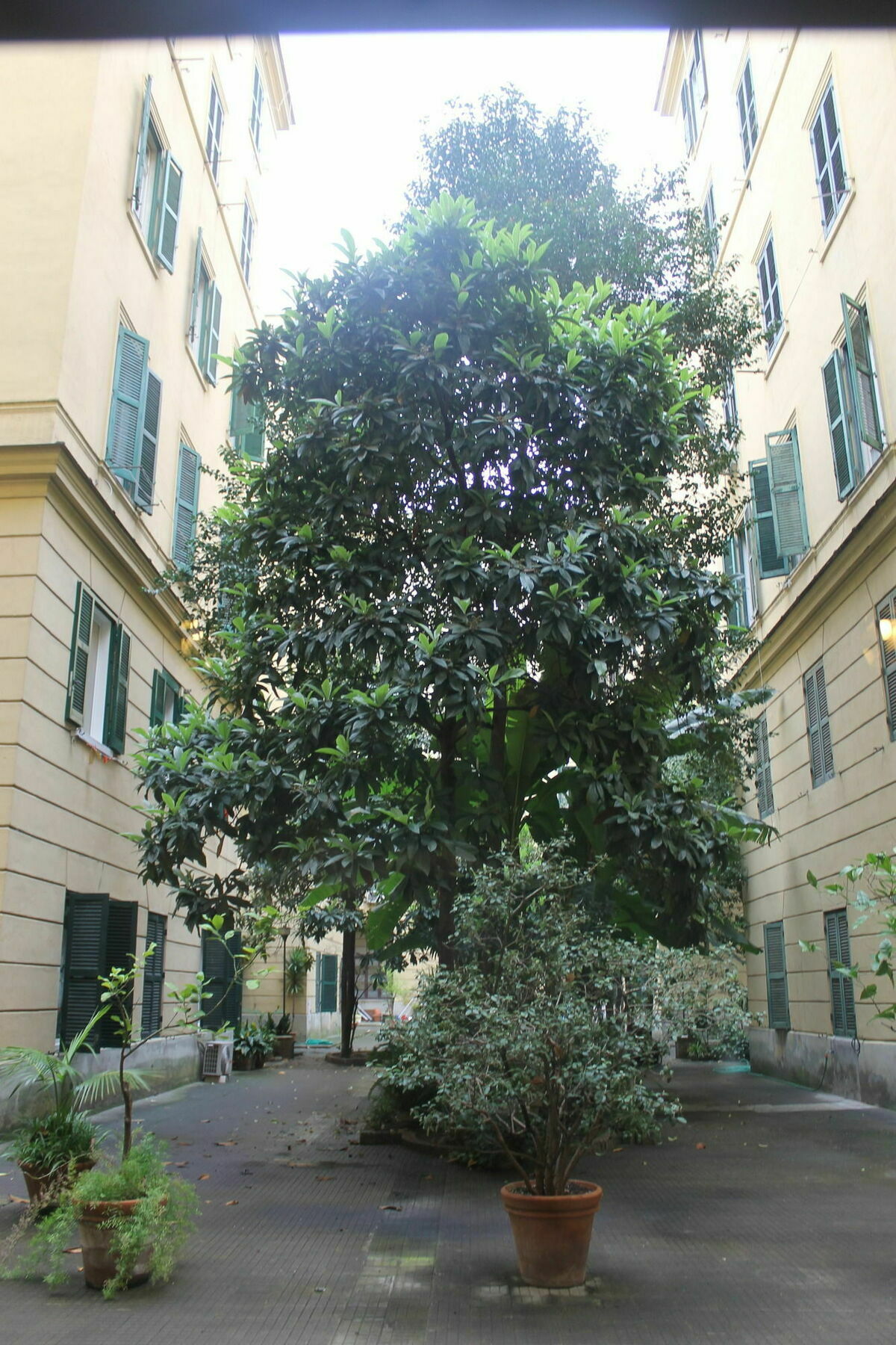 Acomodação com café da manhã  Rovati Roma