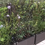 The Vatican Roof Garden
