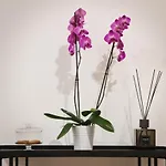 Fellini Design Suites