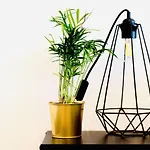 Plant House Roma San Paolo