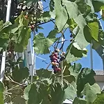Ripe\'S Forest Garden Guest House