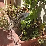 Ripe\'S Forest Garden Guest House