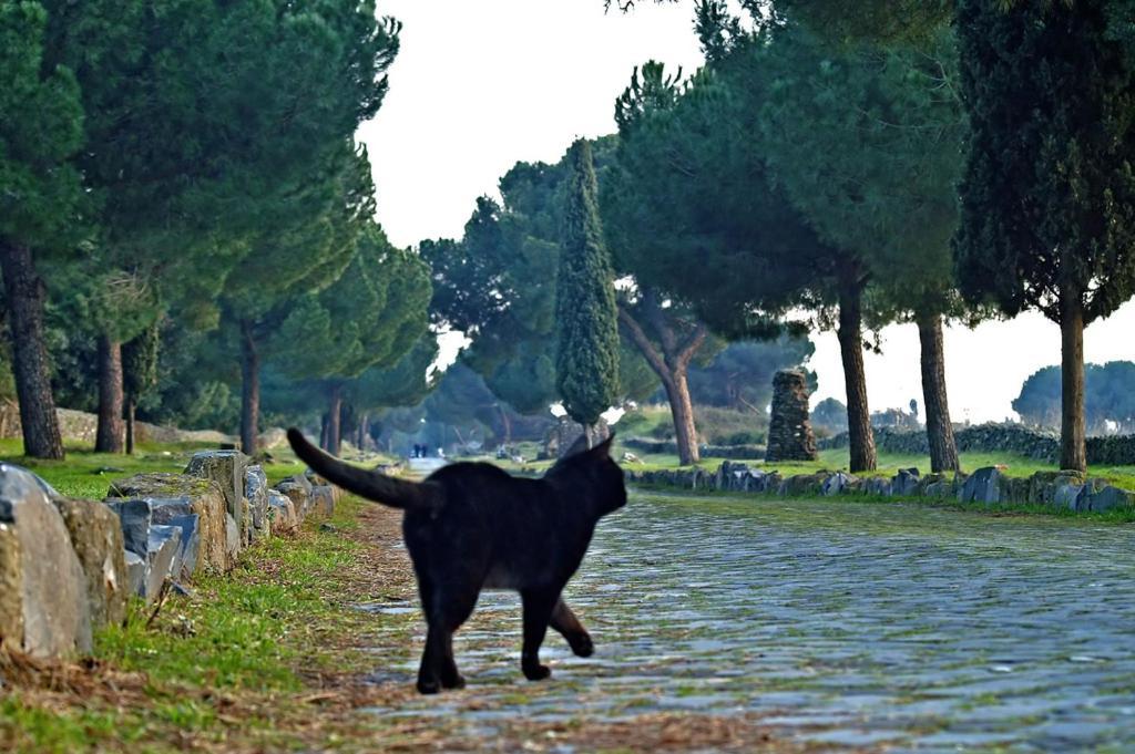 Bed & Breakfast Appia Felis *