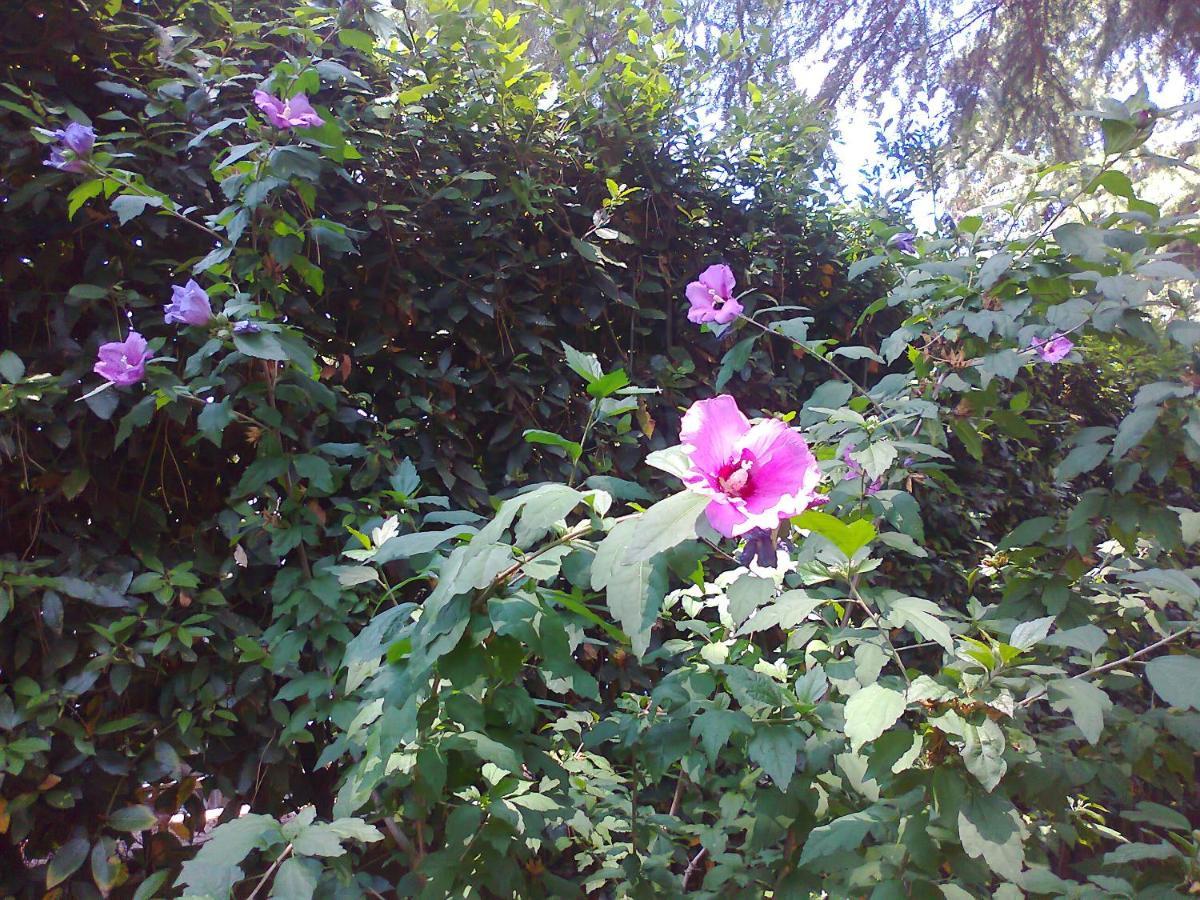 Appia Felis
