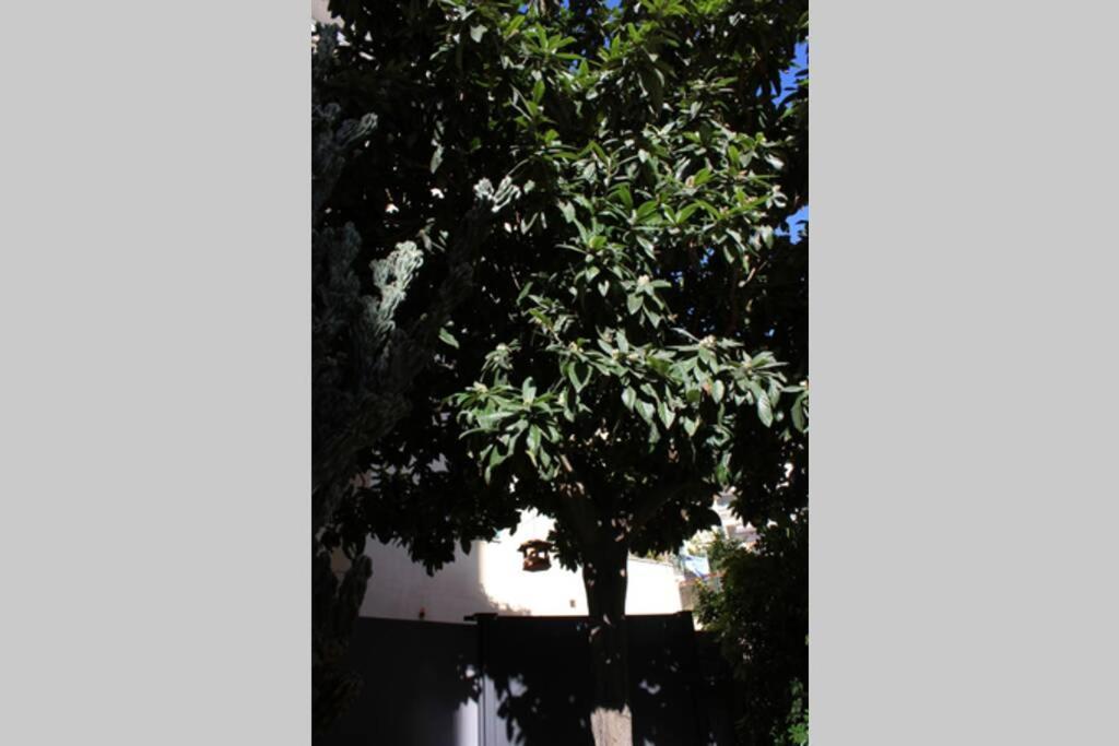 Loquat House Nel Giardino Segreto In Zona Vaticano * Rome