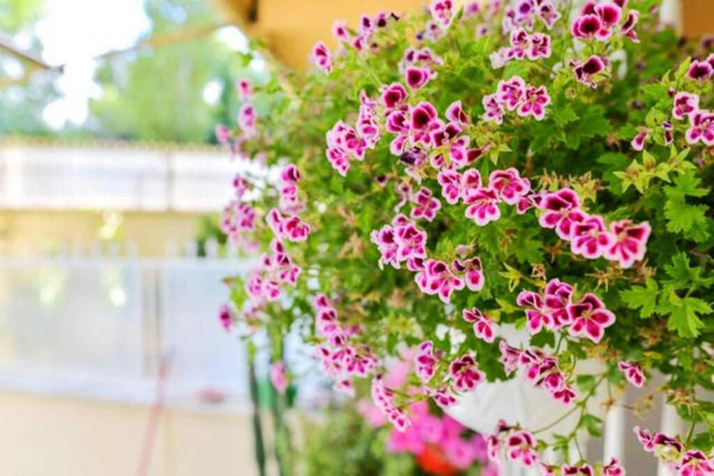 Dolci Sogni Romani Senza Scale O Barriere Vakantiehuis Rome