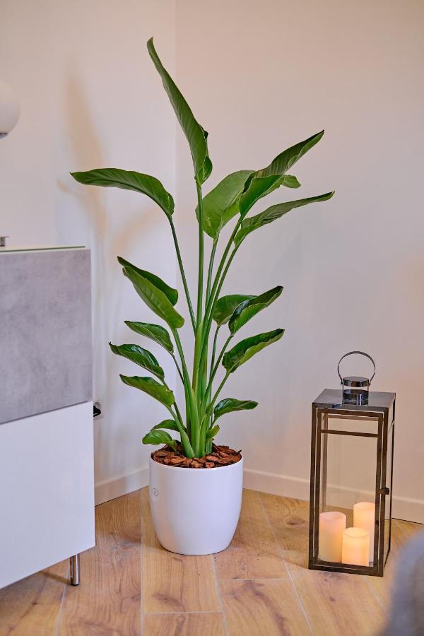 Apartment Remuria Domus