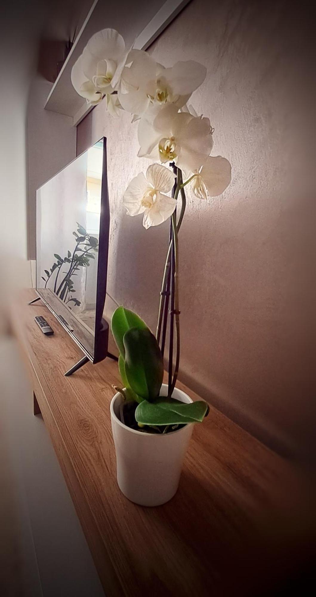 Bema - Charme E Relax A Due Passi Dal Vaticano Apartment Rome