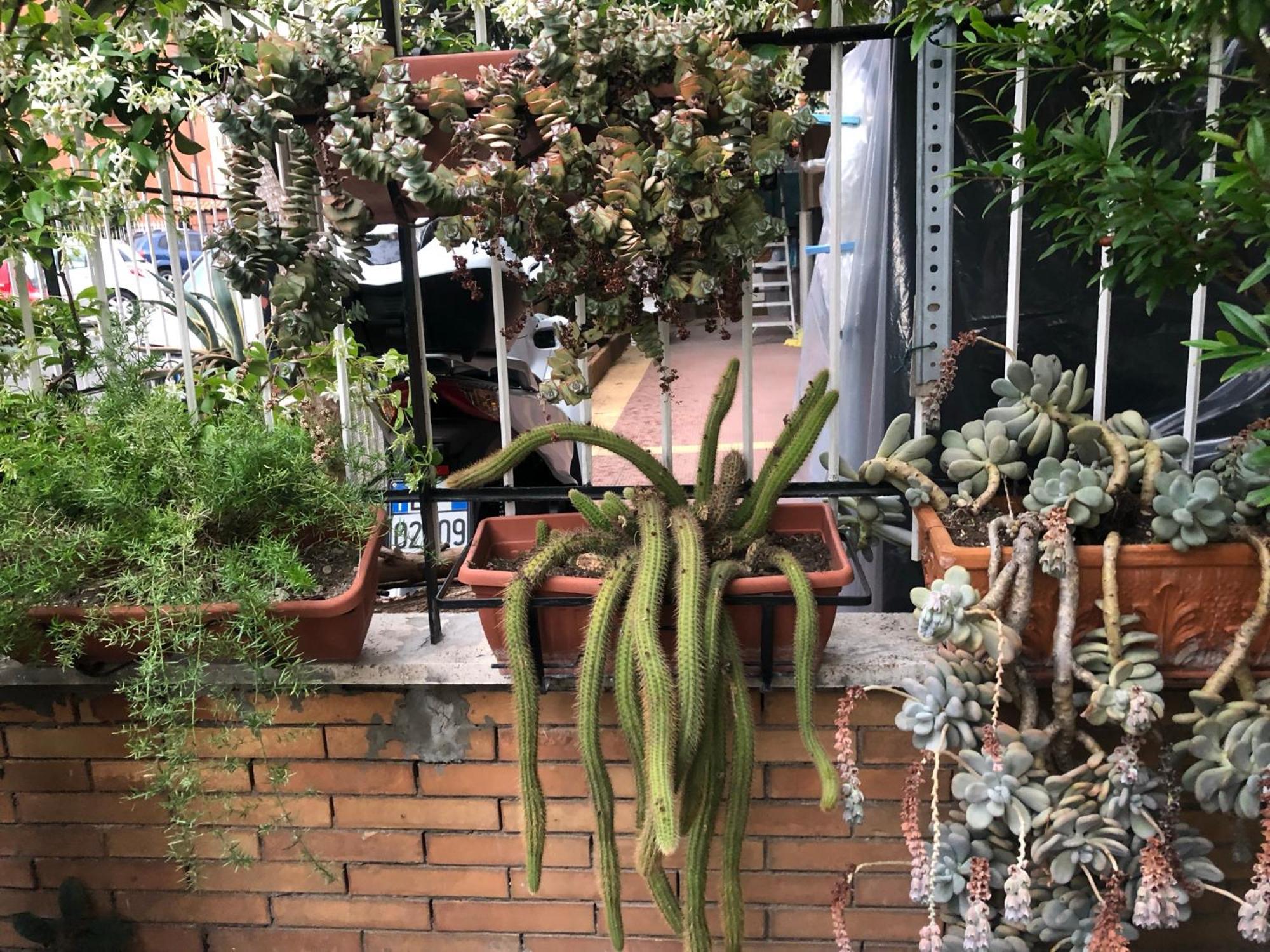Lizartgarden Panoramic Rome