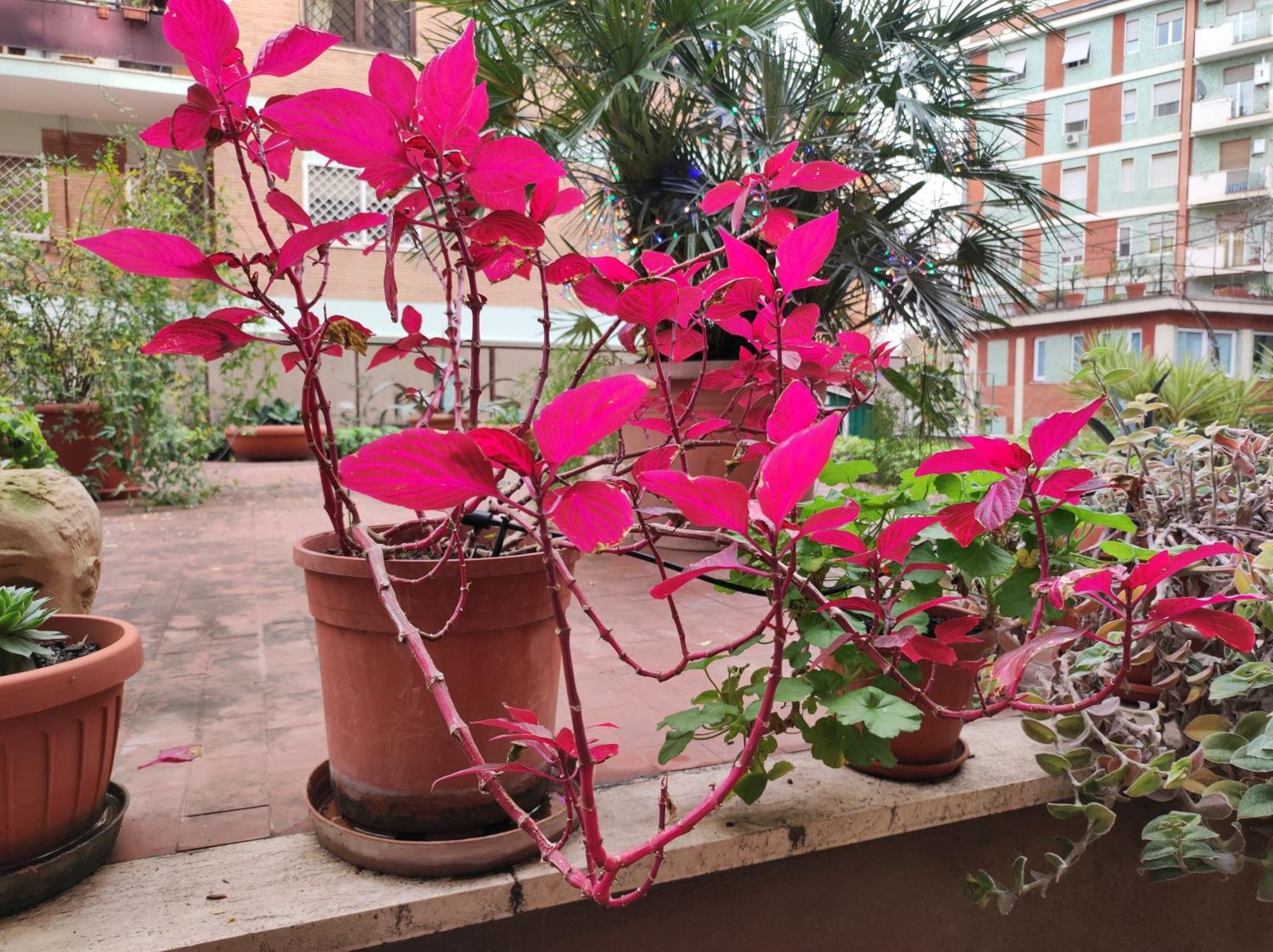 Apartment Terrazza Di Ernesto