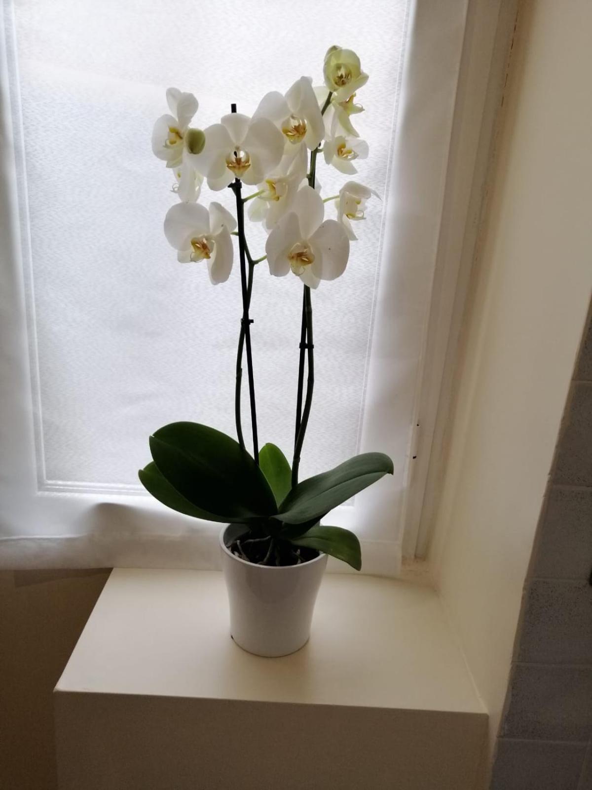 Apartment San Pietro Happy *