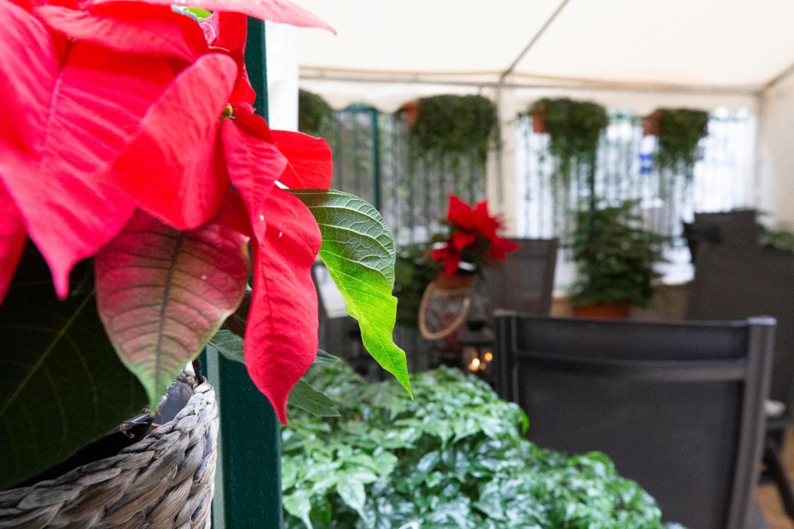 Guest house Flatinrome Trastevere Deluxe - Patio 3*