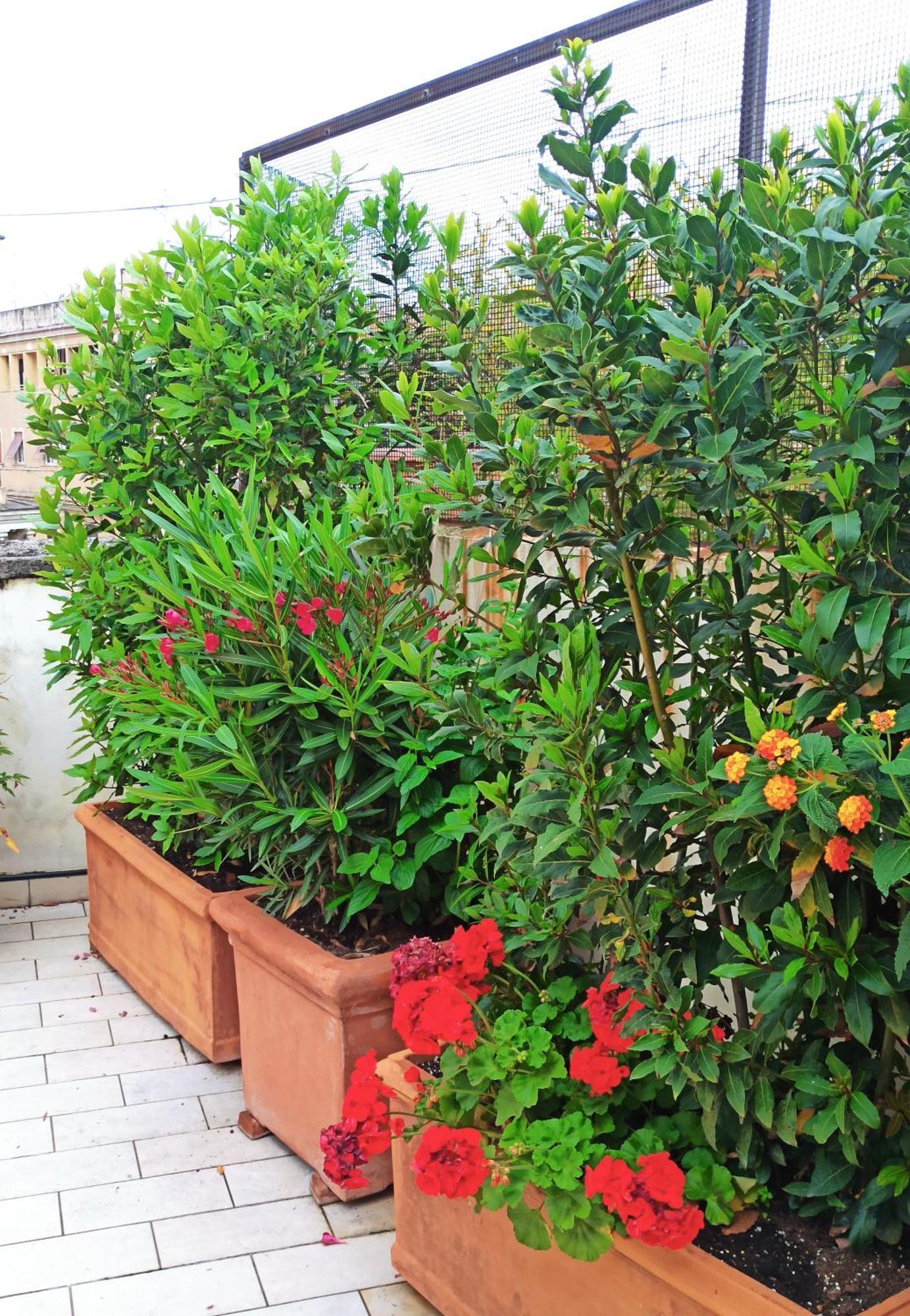 Appartement Living By Vatican With Panoramic Terraces In