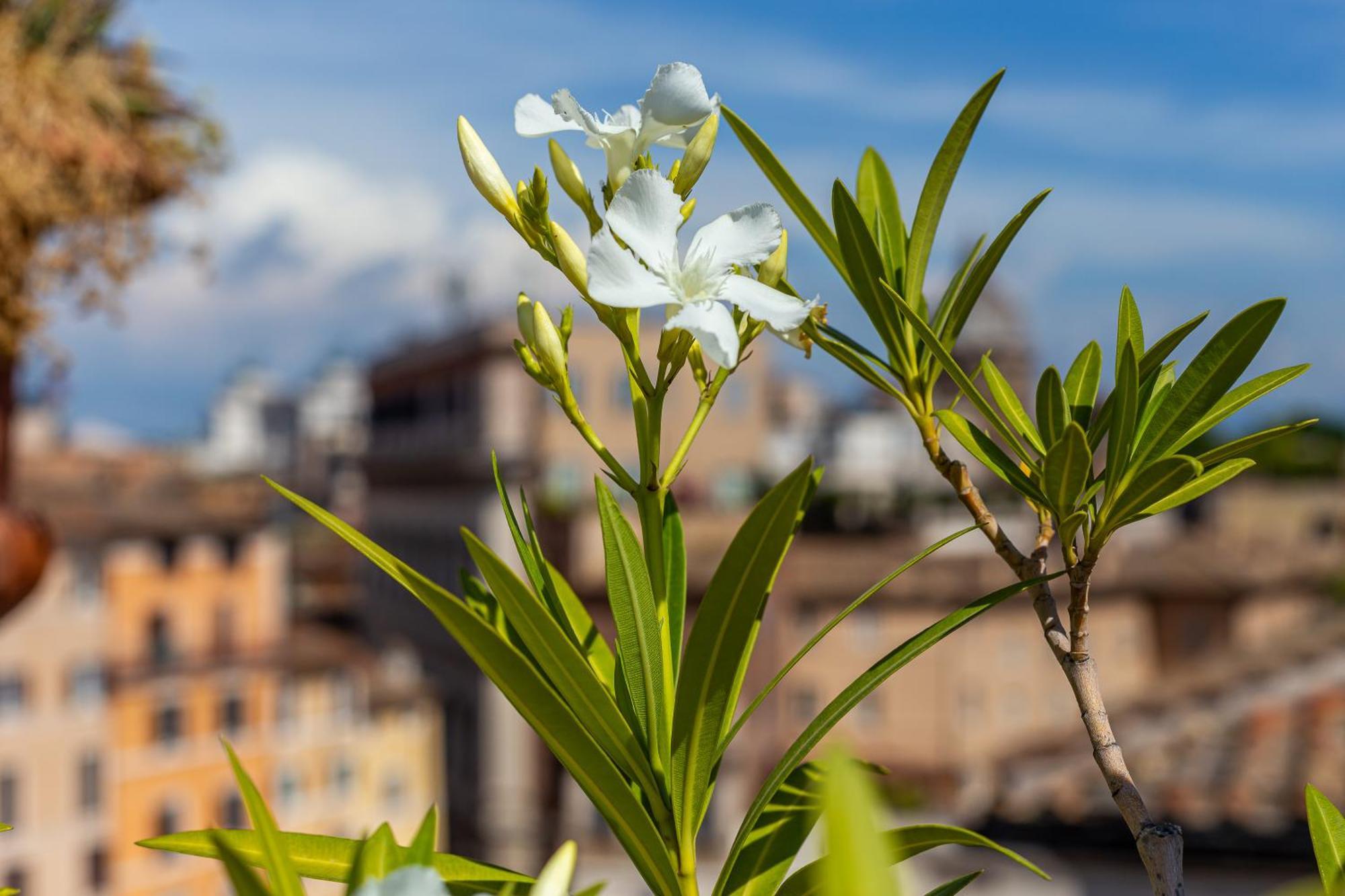 Iflat Campo De' Fiori Panoramic Penthouse Apartamento Roma
