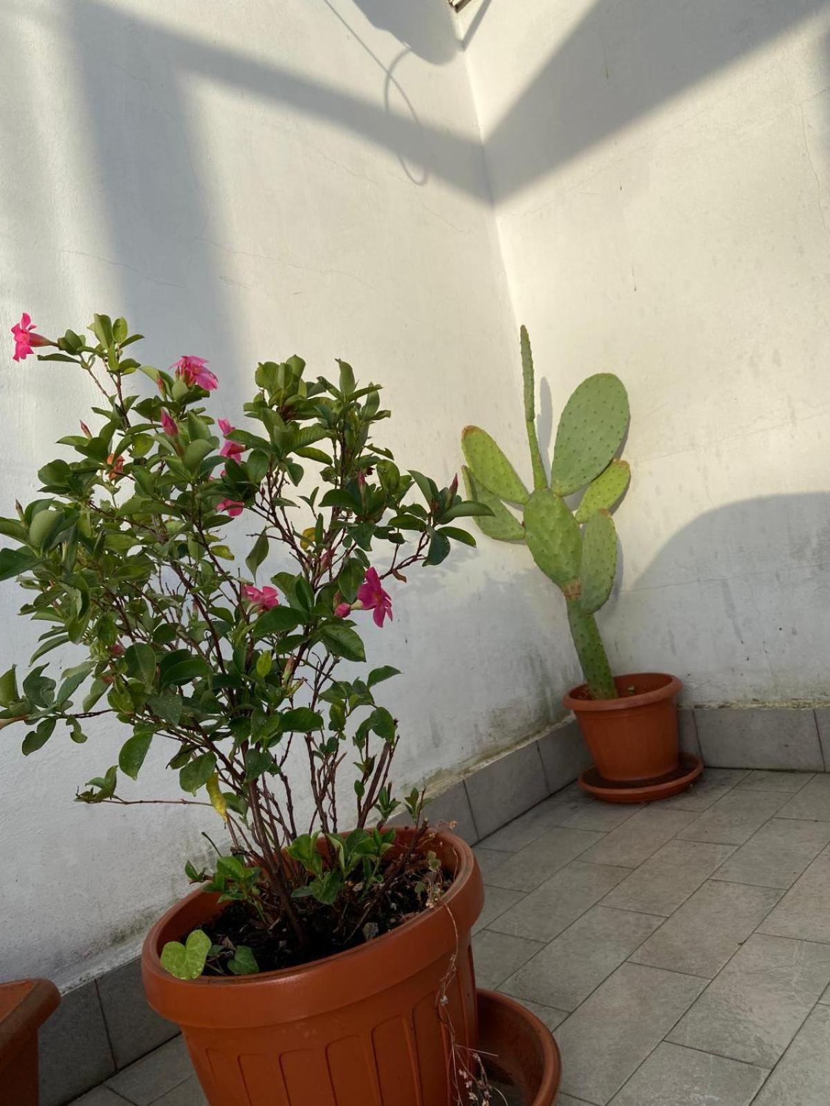 Piccolo Sogno Apartment *