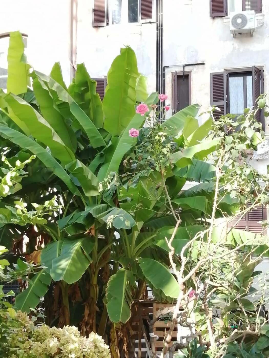 Il Cortile - Nel Cuore Di Testaccio * Rome