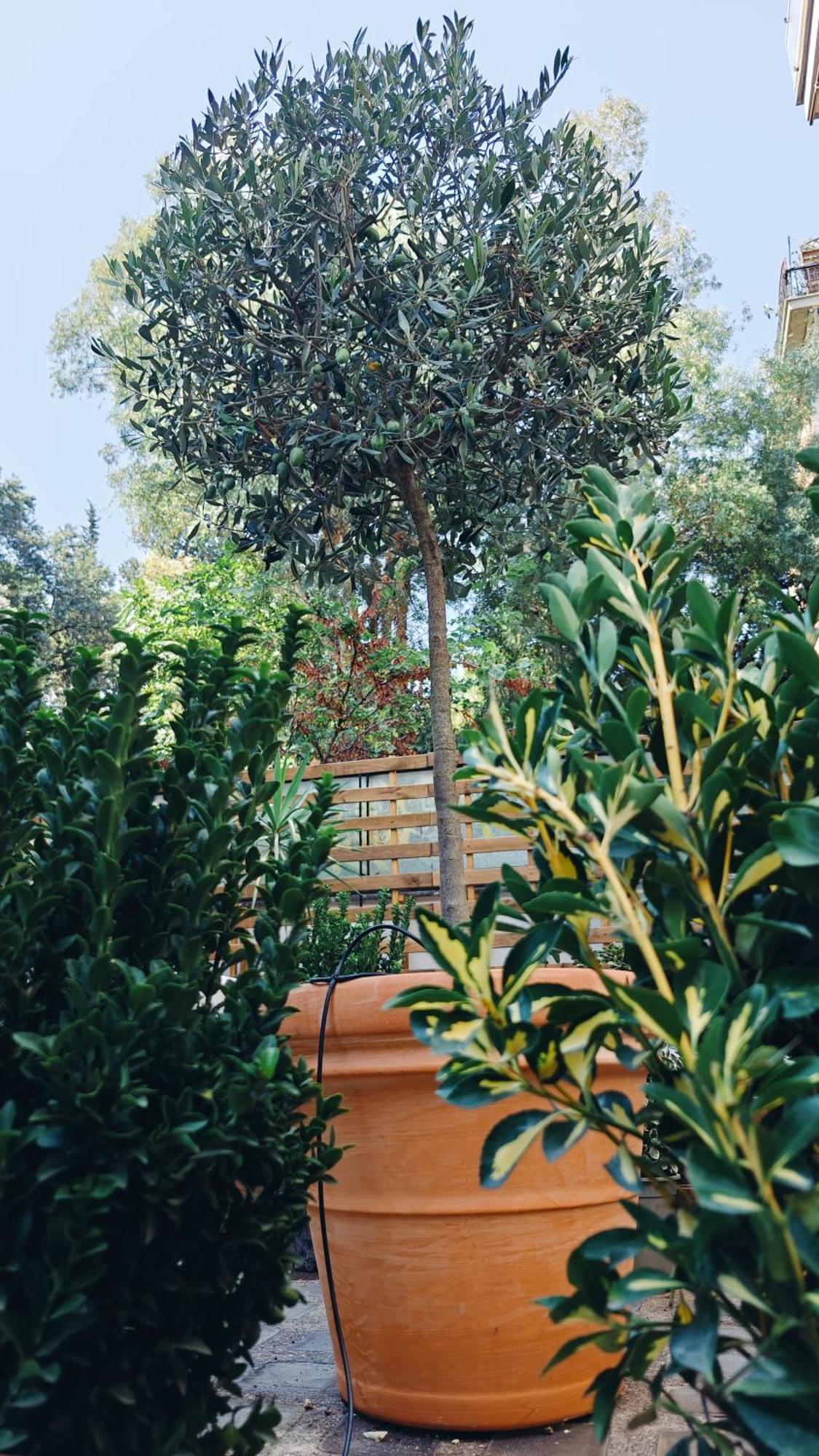 Olive Whisper Garden And Sauna * Roma
