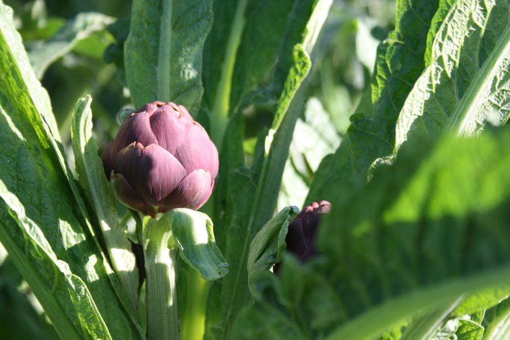 Acomodação com café da manhã  Il Giardino Di Gabri