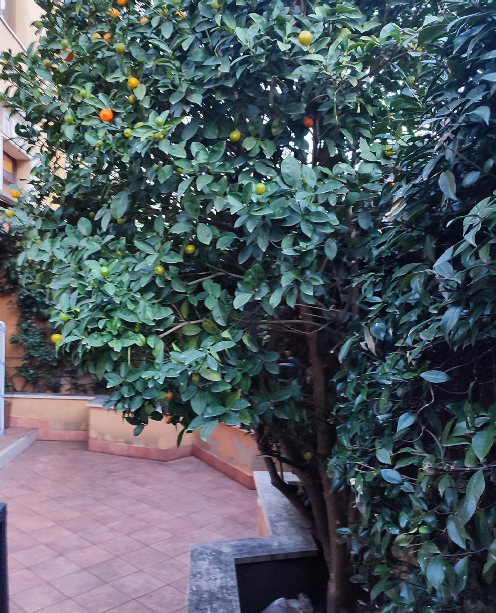 Casa Cartoni Apartment Rome