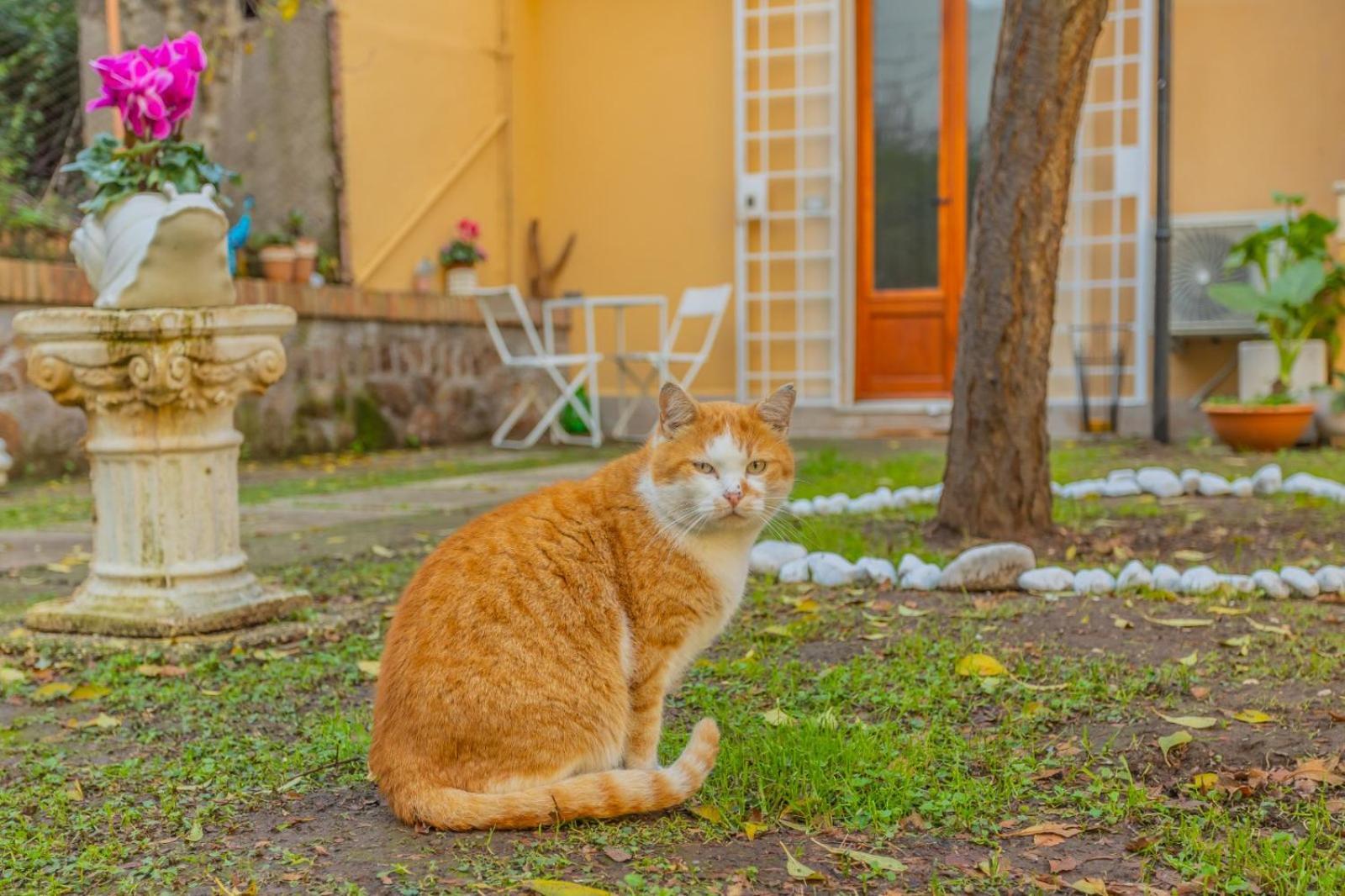 Séjour chez l'habitant Gatta Rome