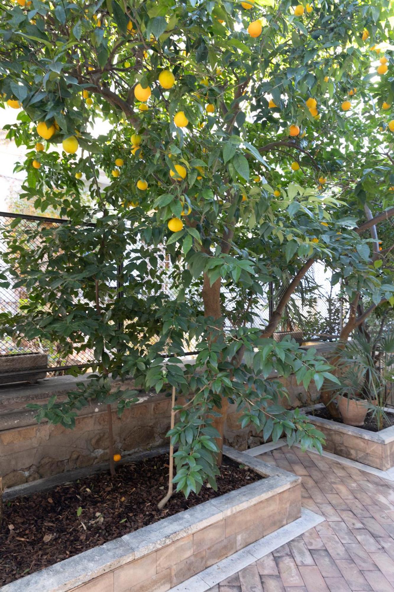 The Orange Garden Apartment Rome