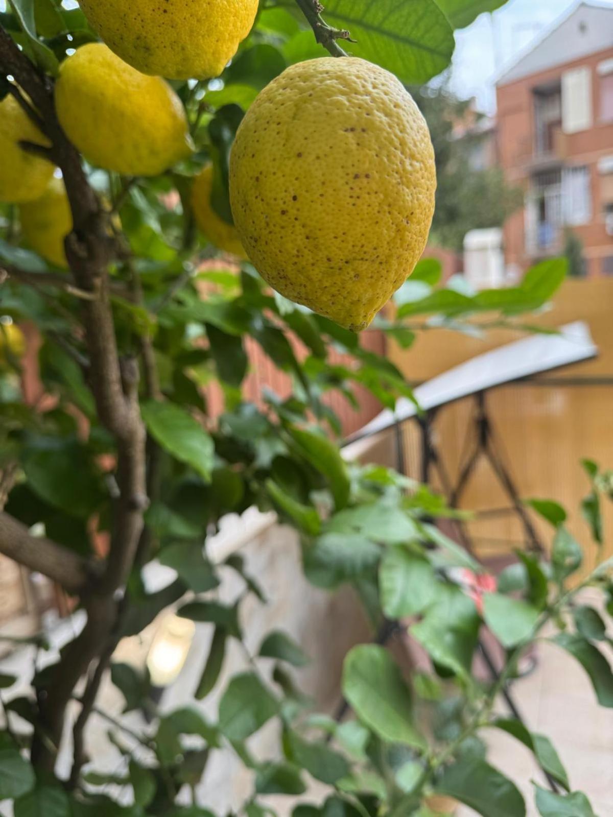 Appartamento Agli Acquedotti, Con Giardino Privato *