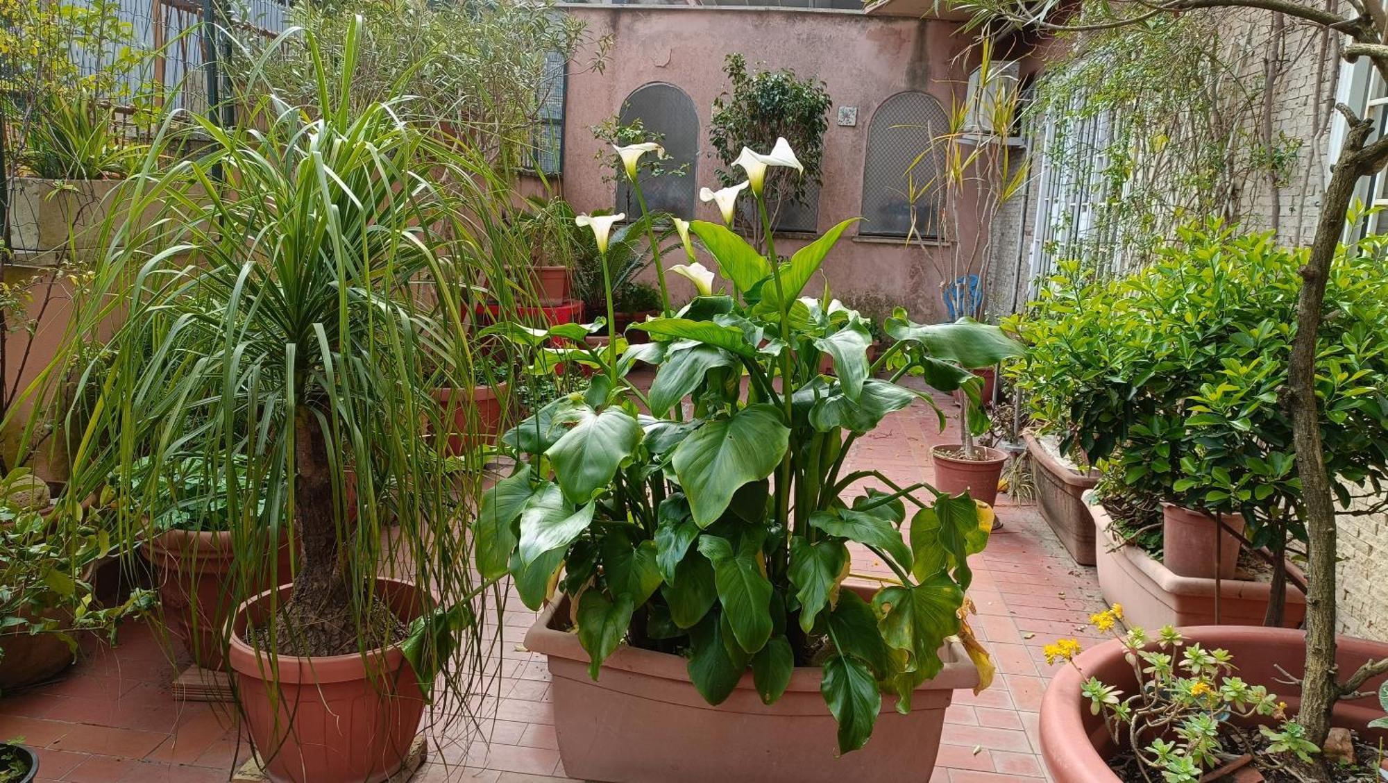 Vatican Treasure Garden Apartment *