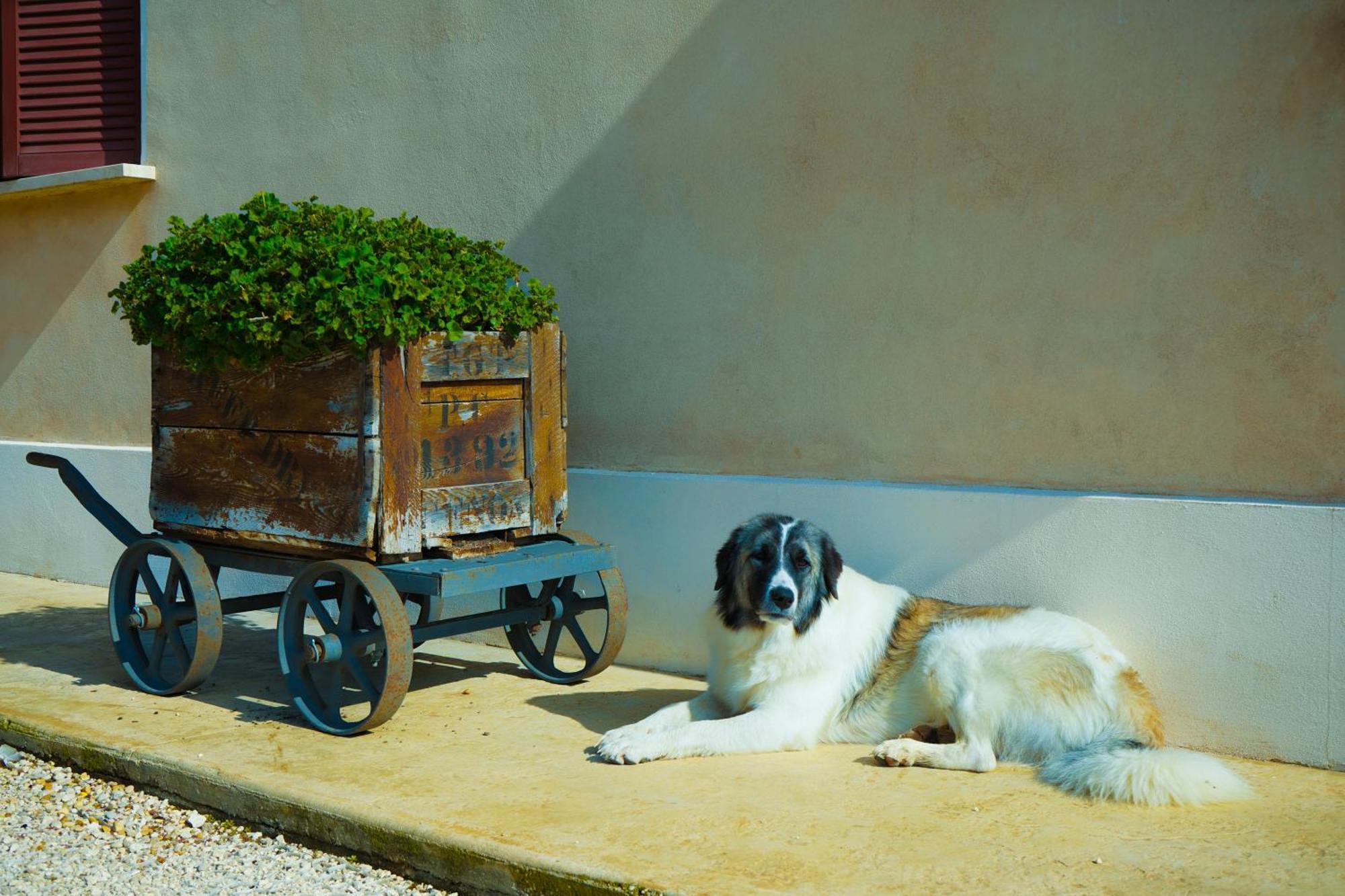 Farm stay Borgo Pallavicini Mori Rome