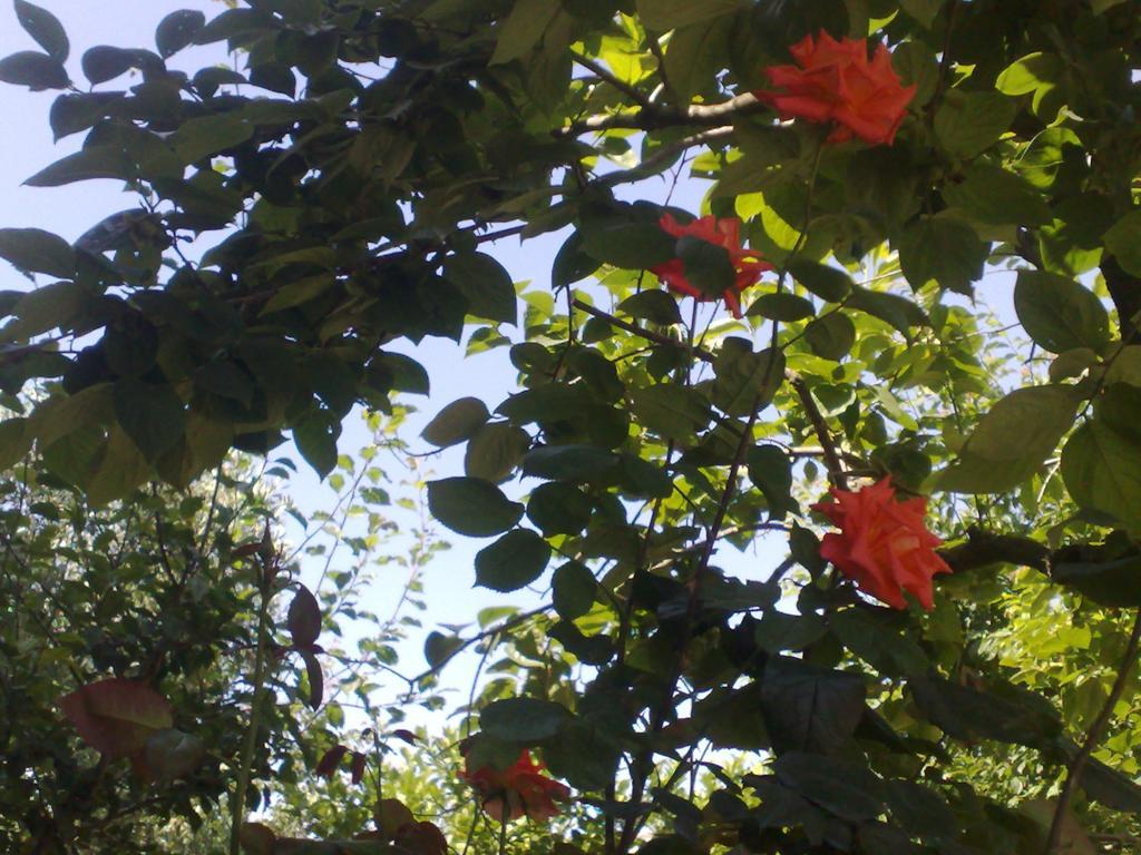Acomodação com café da manhã  Il Giardino Di Gabri *