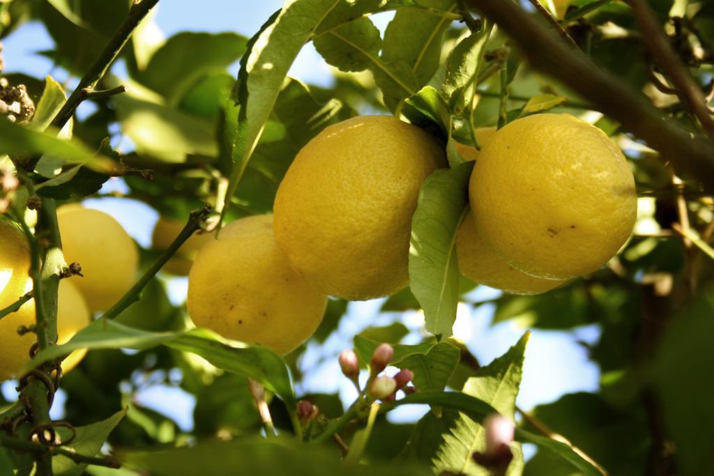 Il Giardino Di Gabri