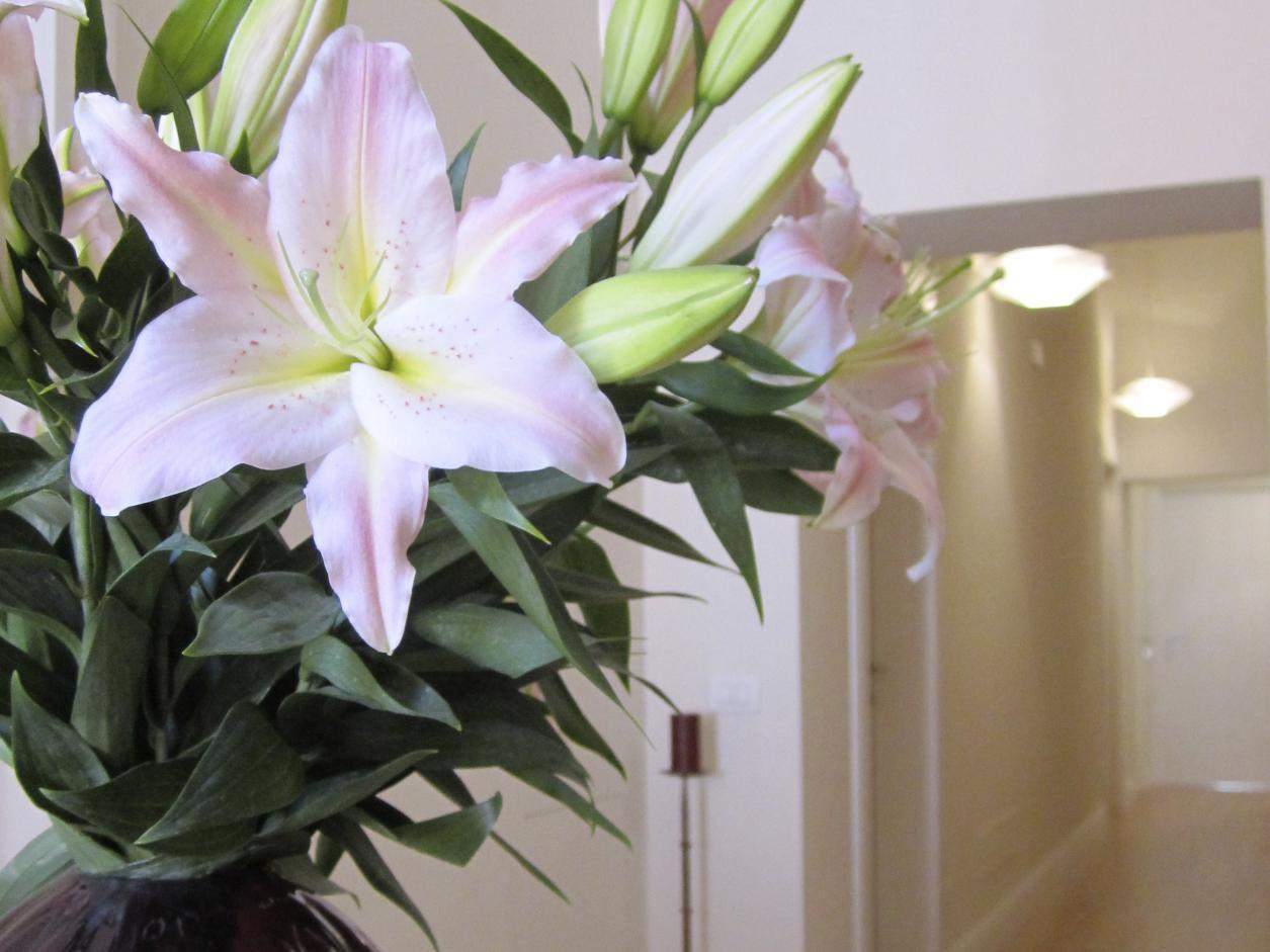 Guest house Amaranto 3*