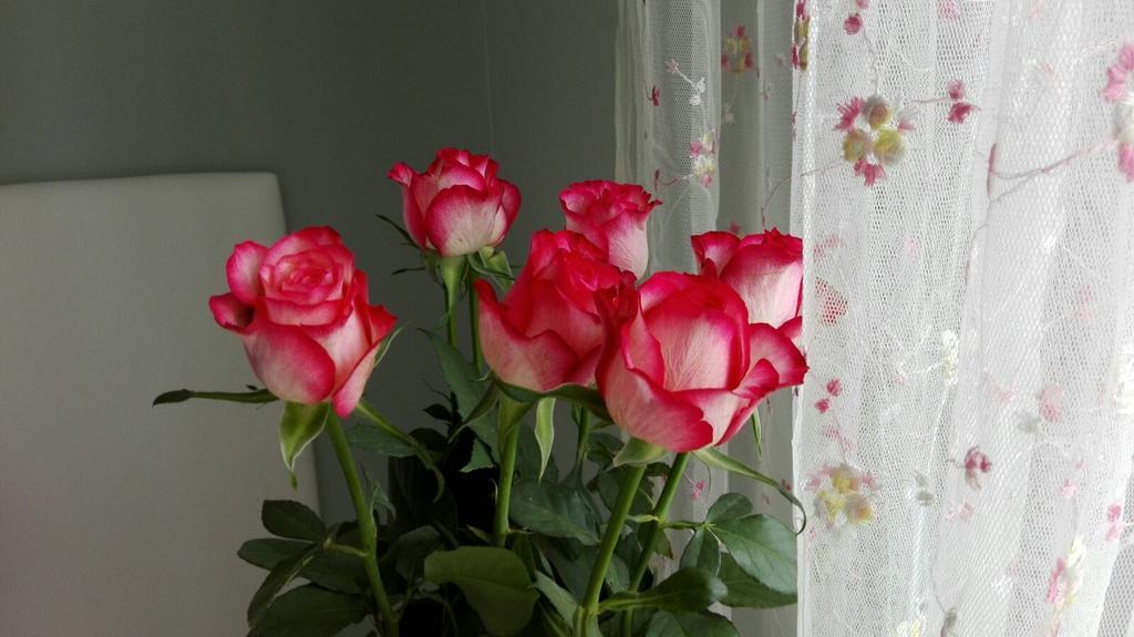 Villino Appio Bed & Breakfast *
