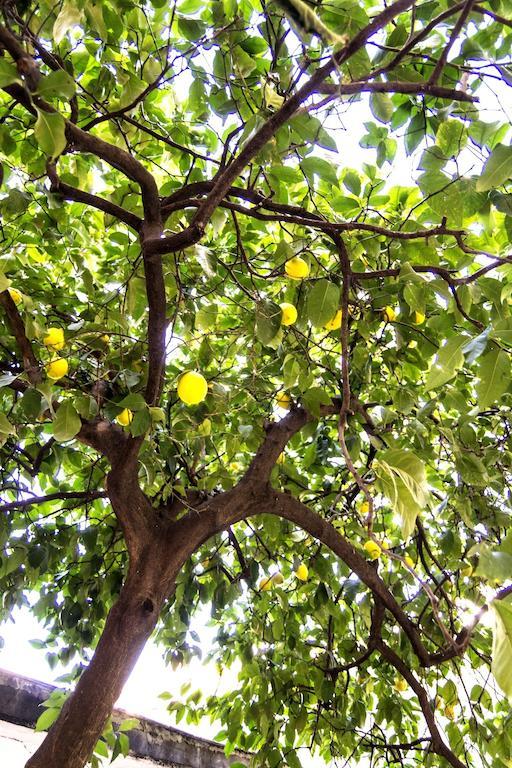 Il Limone A San Pietro * Rome