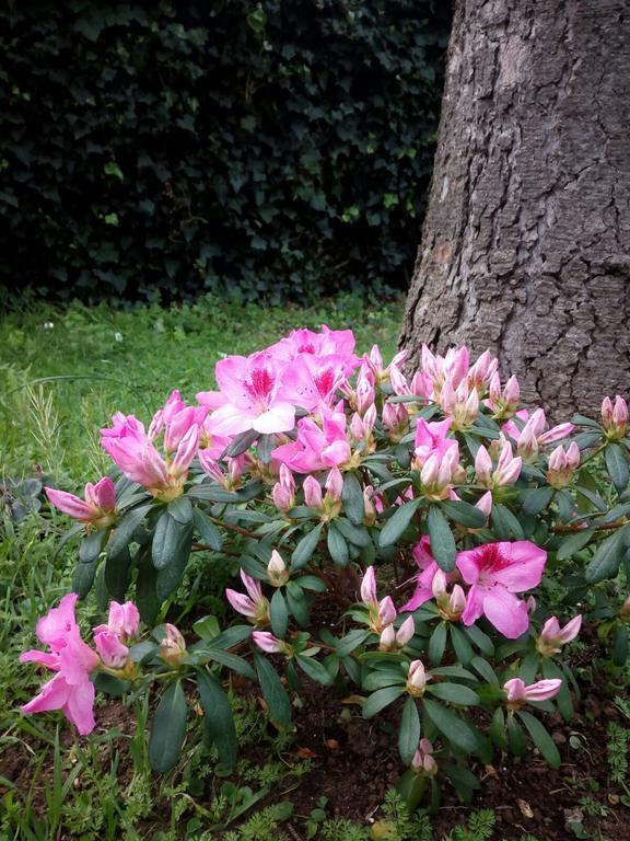 Bed & Breakfast Villino Appio *