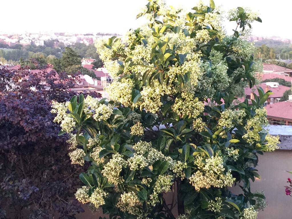 Terrazza Fiorita Rome