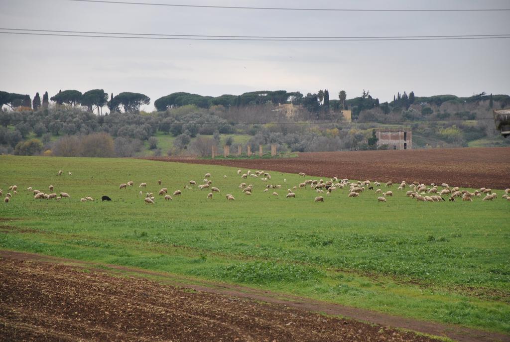 Gasthuis Casale Appio