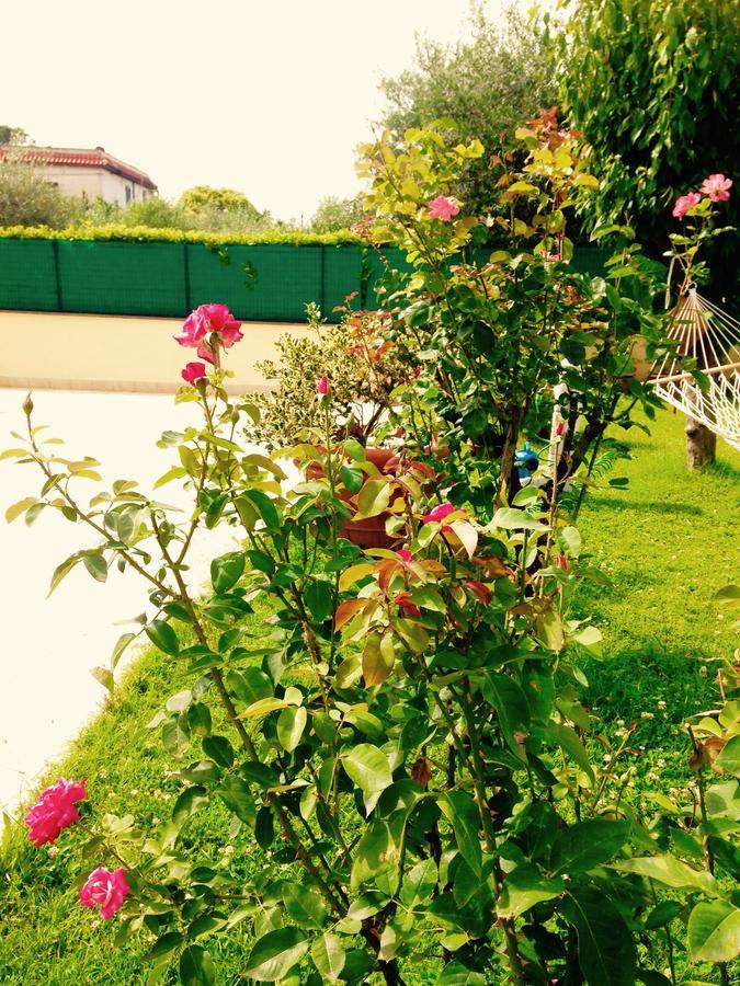 Floral House Ciampino Homestay *