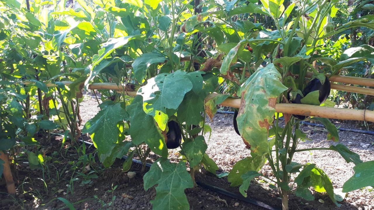 Acomodação com café da manhã  Il Giardino Di Gabri Roma