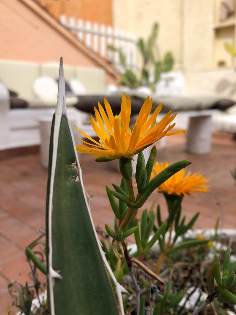 Terrace Navona Penthouse View Luxury Appartement Rome