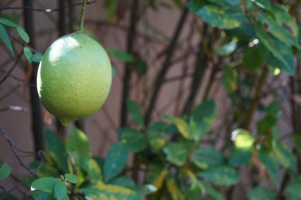Antica Dimora Horti Luculliani Rome