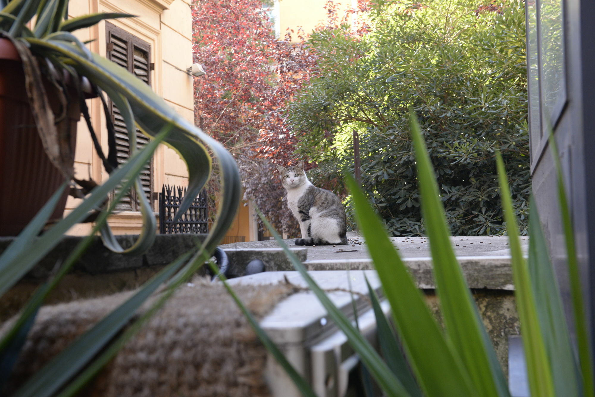 Royal Rome
