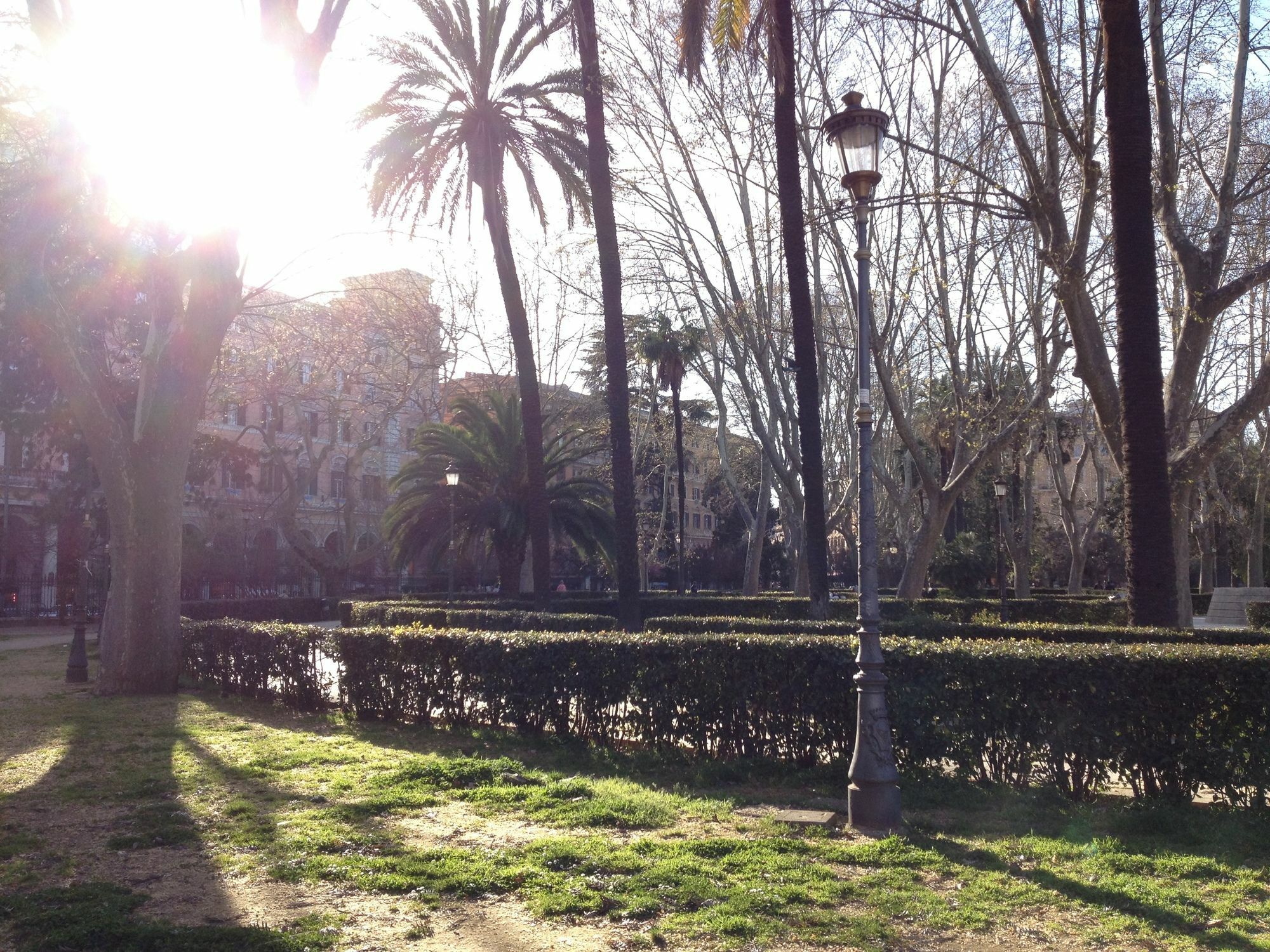 Girasole