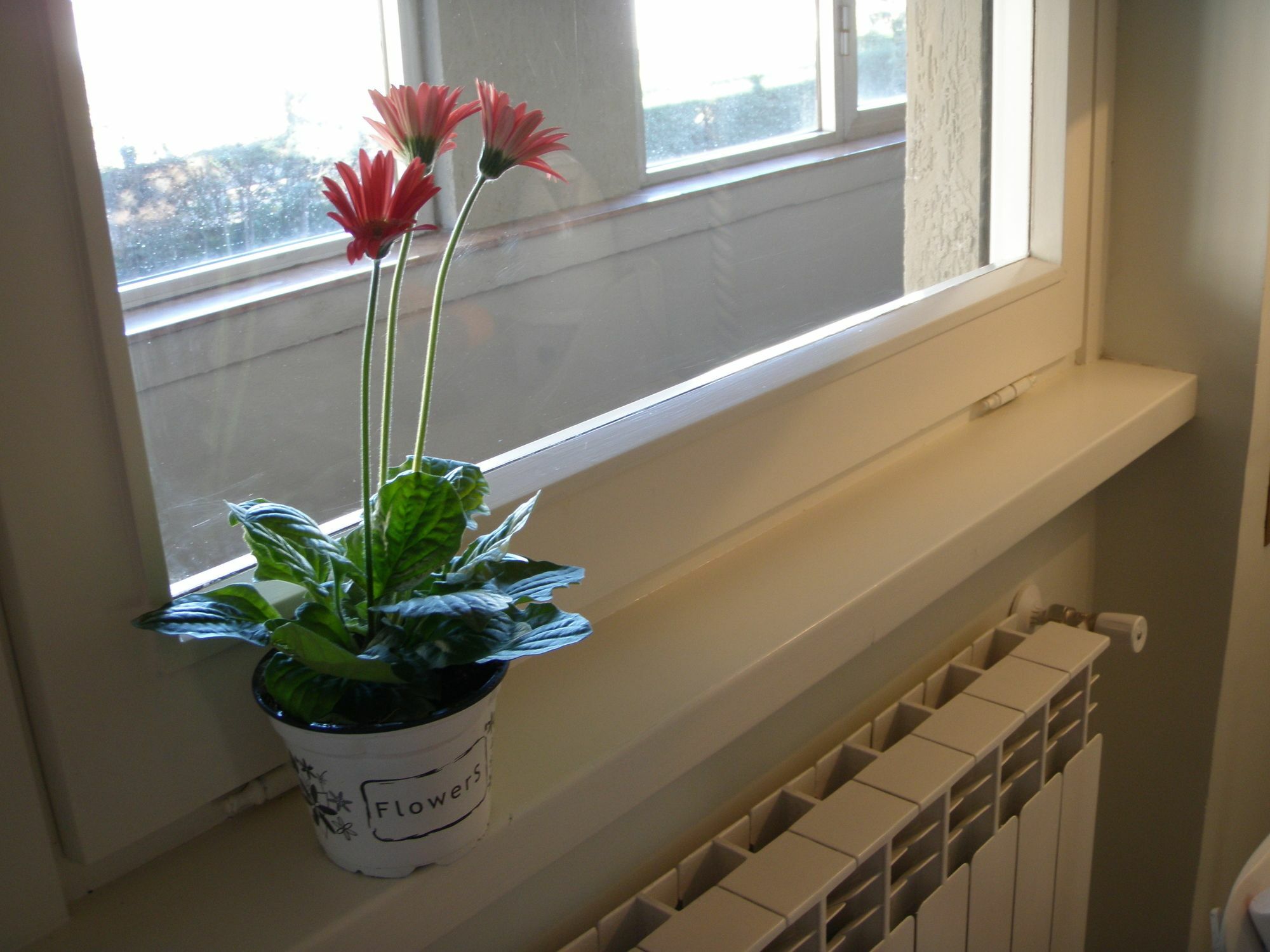 Eurgardenie Bed & Breakfast Rome
