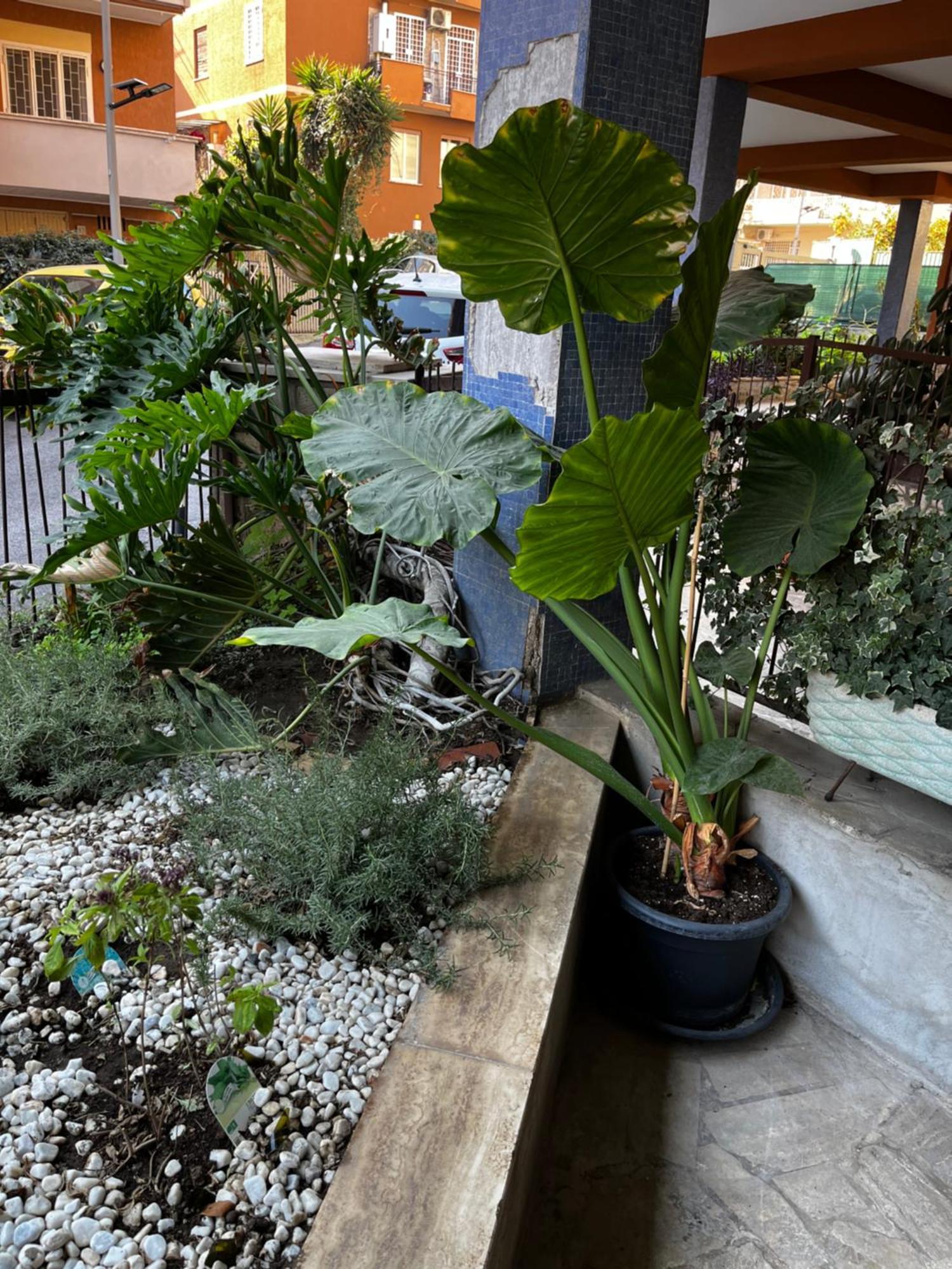 Apartamento Casetta Romana Roma