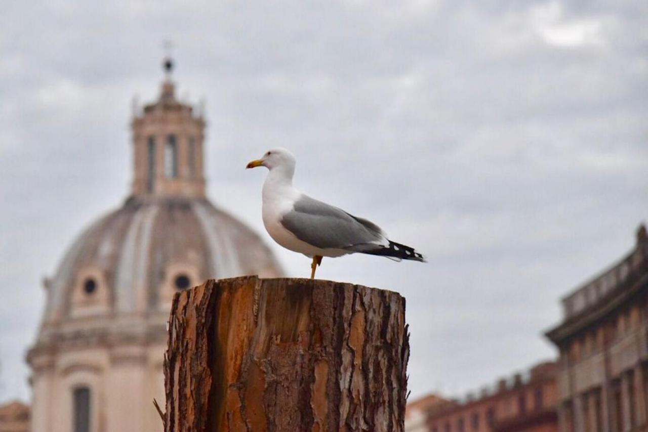 Cedro Apartment Apartment Rome